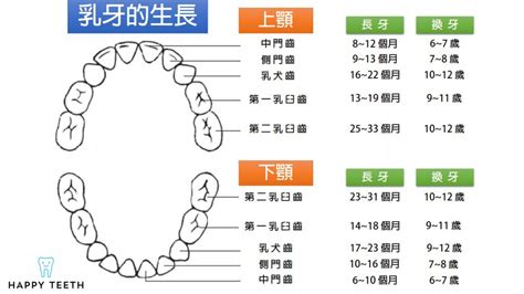 門牙下面的牙齒|認識牙齒